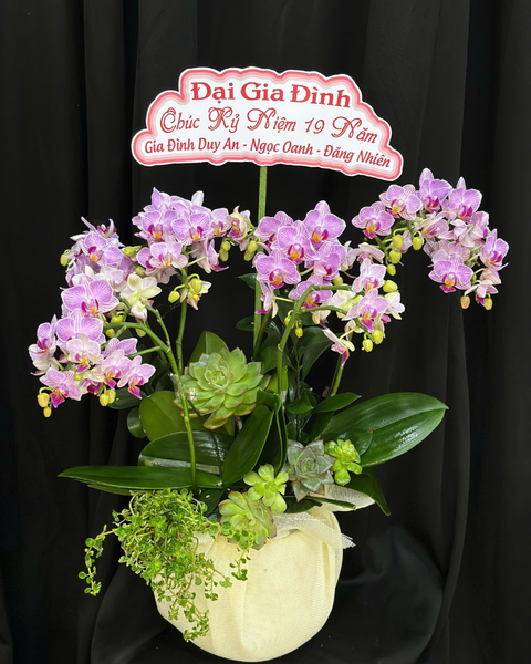  Chậu Lan Hồ Điệp Kiều Diễm-LHĐ119 