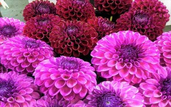 Bạn đã bao giờ thấy vẻ đẹp ngọt ngào và lãng mạn của những đóa hoa thược dược tím chưa?
