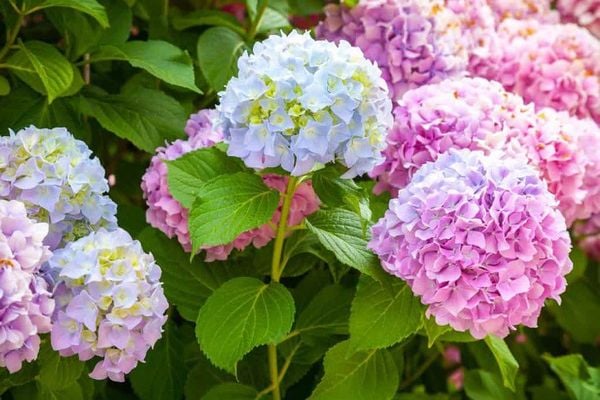 Tìm hiểu thông tin chung về hoa cẩm tú cầu