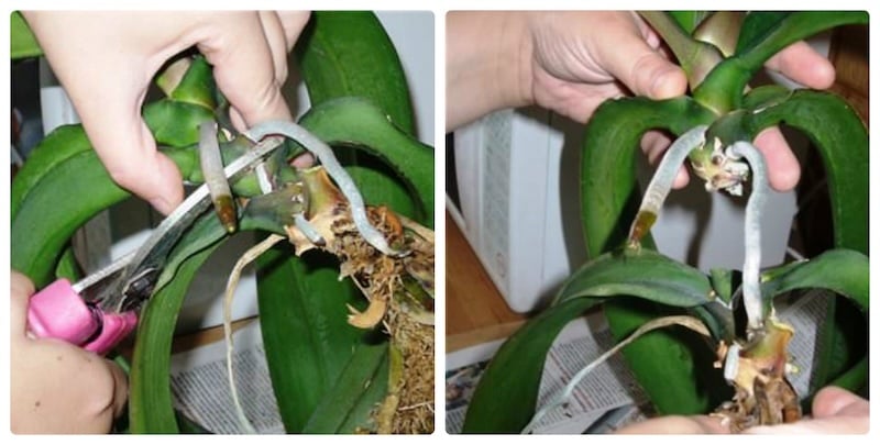 Thời điểm lý tưởng nhất để tác động lên ngồng hoa là khi hoa trên ngồng đã tàn khoảng 2/3 tổng số hoa
