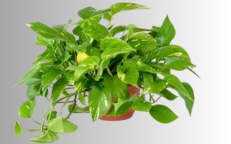 Người mệnh Thổ không hợp với cây vạn niên thanh