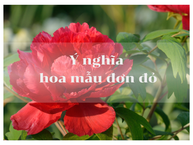 Ý Nghĩa Hoa Mẫu Đơn Đỏ - Vua Của Các Loài Hoa