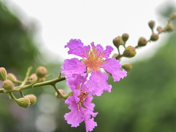 Hoa bằng lăng tím gắn liền với tuổi học trò, được ví như “người chứng kiến” cảnh cô trò chia xa đầy lưu luyến