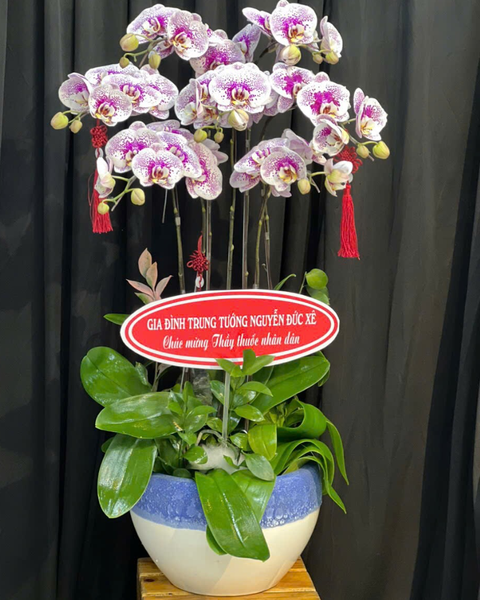  Chậu Lan Hồ Điệp Thịnh Vượng - LHĐ145 