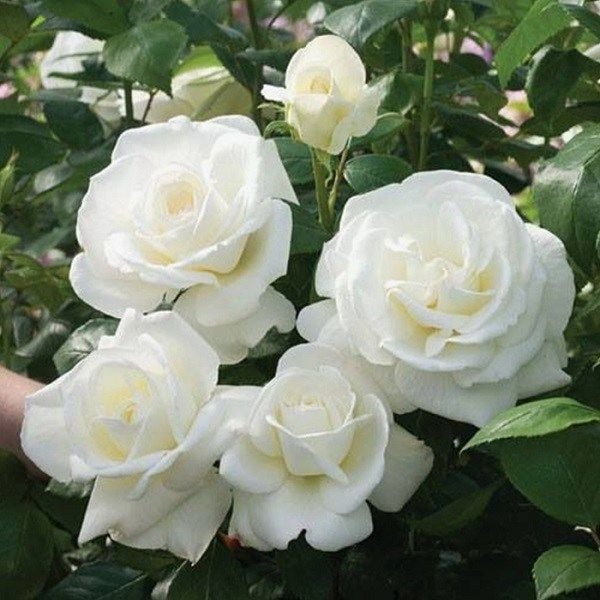 Cận cảnh sắc đẹp tao nhã của những đóa hoa hồng trắng trong vườn.