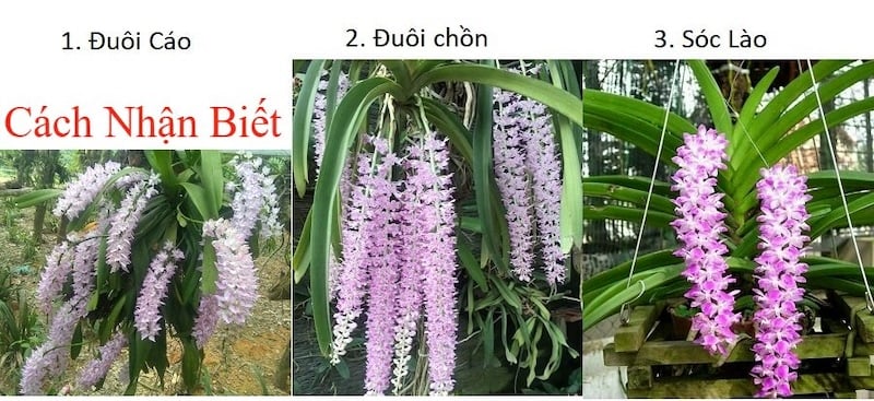 So sánh đặc điểm hoa của Lan Đuôi Cáo, Lan Đuôi Chồn và Lan Sóc Lào
