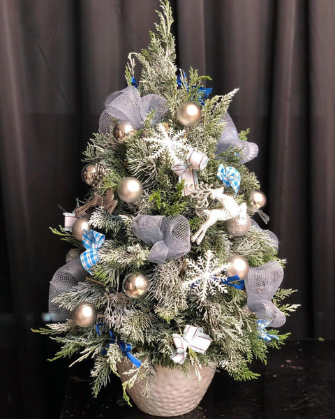 Hoa Giáng Sinh: Cây Thông Noel Frosty - HGS03 - Hoa Noel
