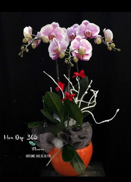 Mẫu cắm hoa 20/11 đẹp và sang trọng