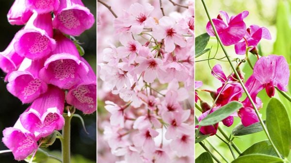 Hoa màu hồng mang thông điệp thể hiện tình yêu thương và ấm áp đến người nhận