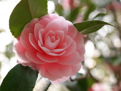 Hoa trà my hồng đẹp nhẹ nhàng và thuần khiết