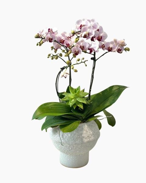 Lan Hồ Điệp: Chậu Lan Hồ Điệp Hồng Ngọc Thanh An - LHD238