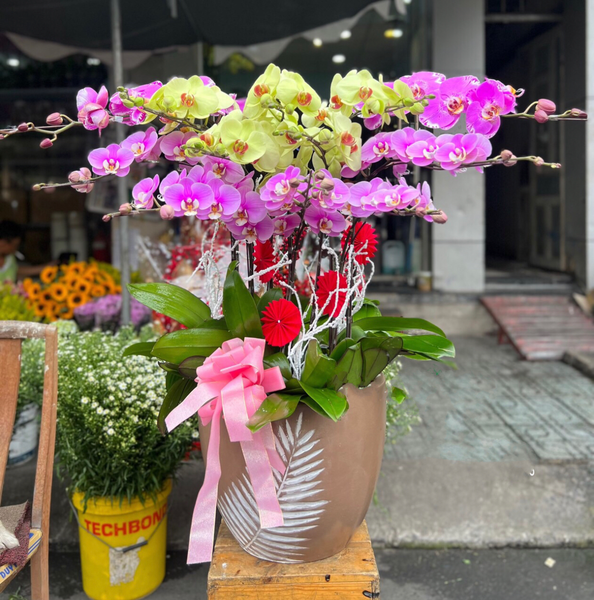  Chậu Hoa Lan Hồ Điệp Mix Màu - LHĐ94 