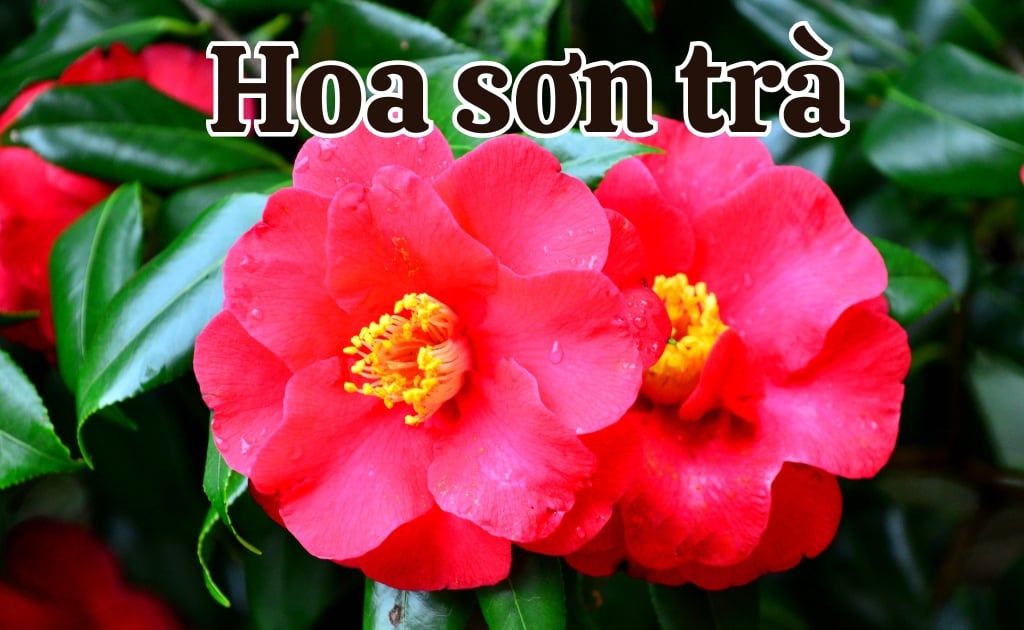 Hoa Sơn Trà: Ý nghĩa phong thuỷ, các tên gọi khác và công dụng