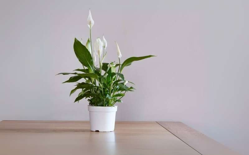 Cây Lan Ý giúp người mệnh Kim cân bằng năng lượng, mang lại sự hài hòa