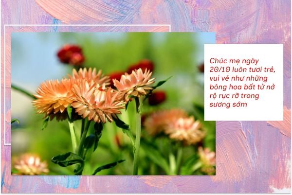 Chúc mẹ ngày 20/10 luôn tươi trẻ, vui vẻ như những bông hoa bất tử nở rộ rực rỡ trong sương sớm