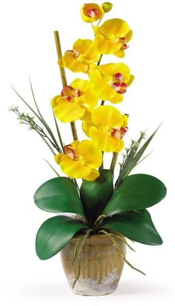Lan hồ điệp 1 cành mang thông điệp về niềm vui, hy vọng