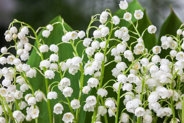 Cảm ơn cô vì đã dạy bảo chúng em bằng tất cả tình yêu thương