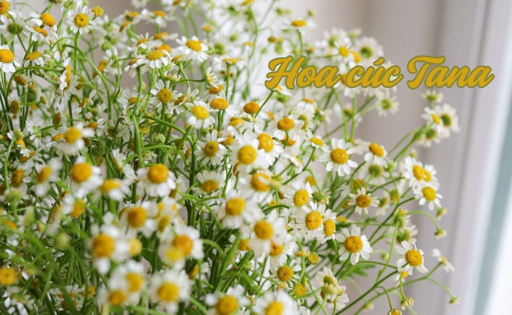 Cúc tana (feverfew) — Tanacetum parthenium