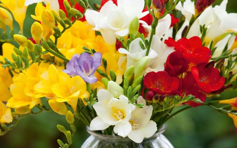 Hoa Lan Nam Phi (Freesia) được dùng để trang trí nhà cửa và tạo cảnh quan sân vườn