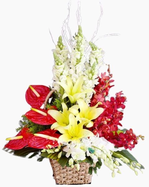 Hoa Lan: Giỏ Hoa Sắc Màu - HG14