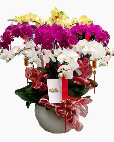 Lan Hồ Điệp: Chậu Hoa Lan Hồ Điệp Mix Màu - LHĐ62