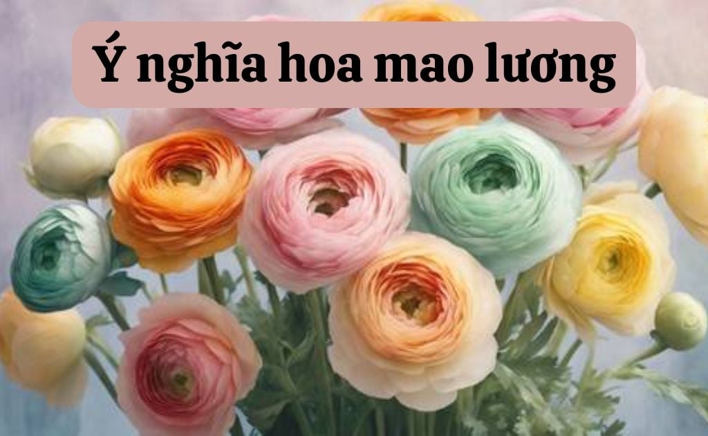 Hoa mao lương (ranunculus) — Ranunculus asiaticus