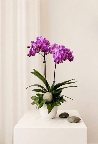 Lan Hồ Điệp: Chậu Lan Hồ Điệp Tử Ngọc Cát Tường - LHD246