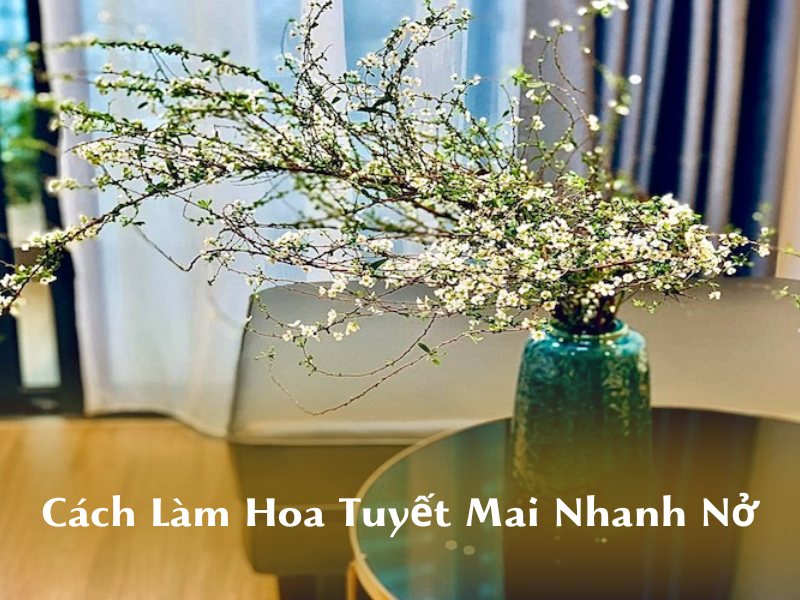 Hoa tuyết mai — Spiraea