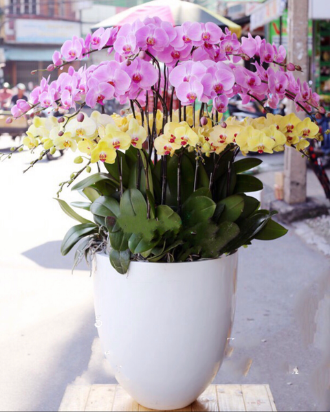 Lan Hồ Điệp: Chậu Hoa Lan Hồ Điệp Sang Trọng - LHĐ63