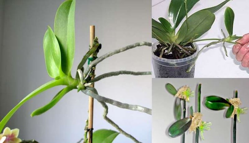 Cây lan con được tách ra từ ngồng hoa tàn của lan hồ điệp.