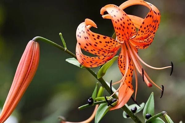Hình ảnh cận cảnh của đóa hoa ly hổ đẹp tuyệt vời.