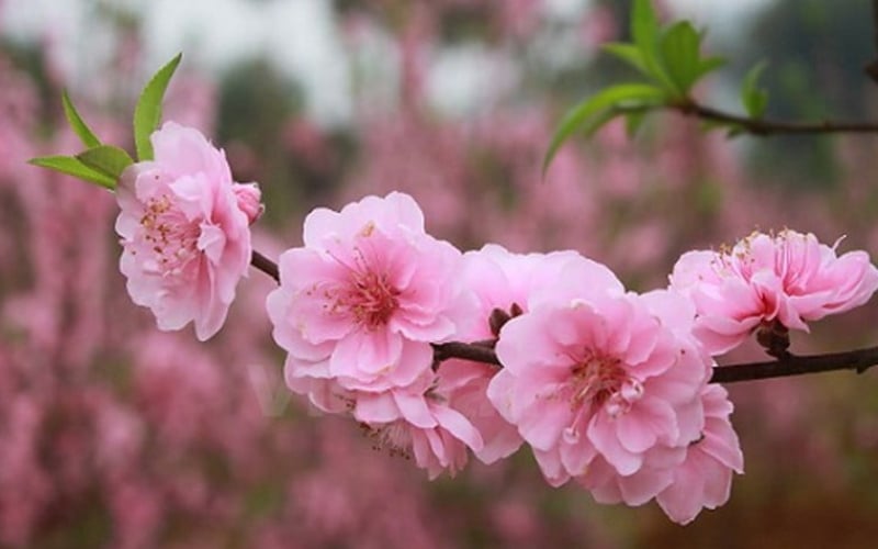 sắc hồng nhạt nhẹ nhàng, thanh thoát