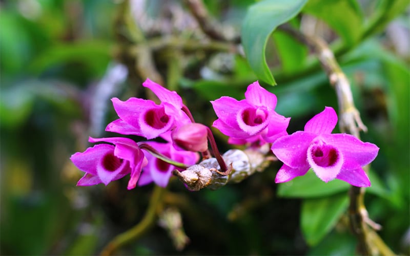 Vẻ đẹp của hoa lan Trầm Tím với cánh sáp và màu tím đặc trưng