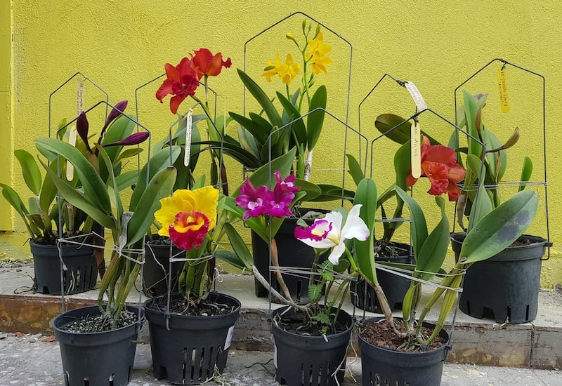 Lan Cattleya có thân mập mạp, mọng nước và có nhiều hành giả (pseudobulb) có khả năng dự trữ nước và dinh dưỡng