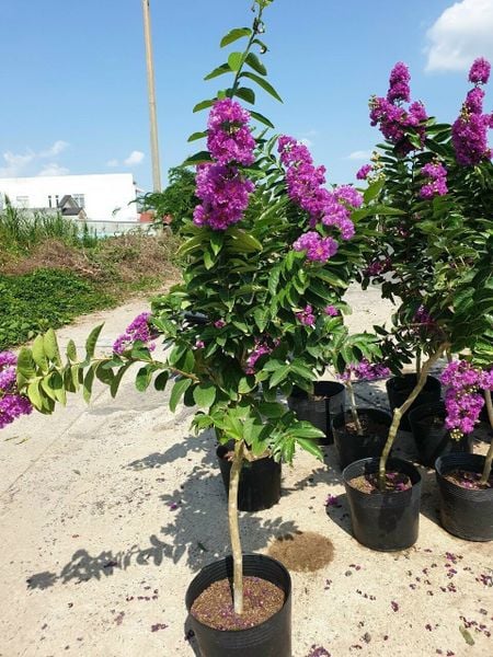 Chậu cây bằng lăng thái đẹp chưng trong nhà, sân vườn