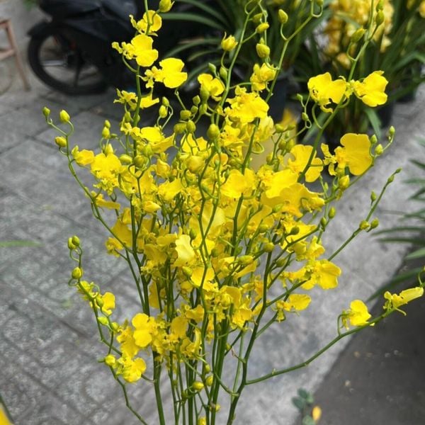 Hoa Cắt Cành: Hoa Lan Vũ Nữ - Hoa Cắt Cành