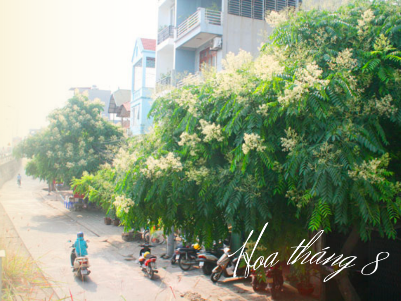 Hoa Tháng 8: Khúc giao mùa chuyển mình sang thu 2026