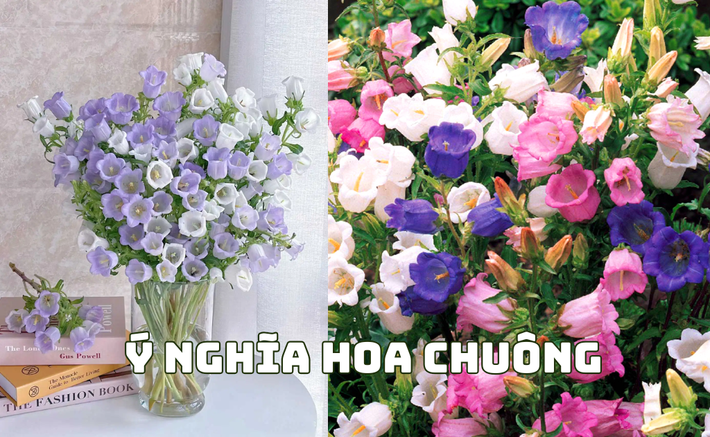 Ý nghĩa hoa chuông, phân biệt các loại, cách trồng, chăm sóc tại nhà