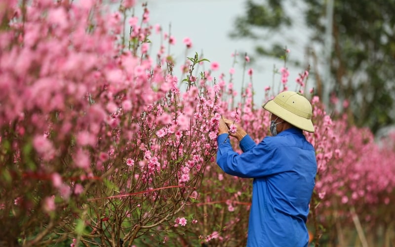 Kỹ thuật trồng hoa đào rất khó