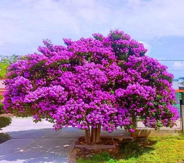 Cây hoa bằng lăng tím trồng trước nhà nở hoa rực rỡ một góc sân