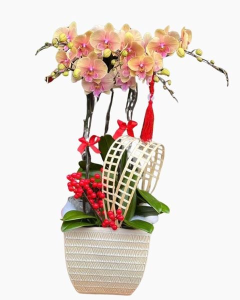 Lan Hồ Điệp: Chậu Hoa Lan Hồ Điệp 5 Cành Vàng Tím - LHĐ112