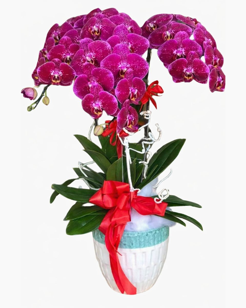 Lan Hồ Điệp: Chậu Hoa Lan Hồ Điệp Phát Lộc​​​​​​​ - LHĐ46