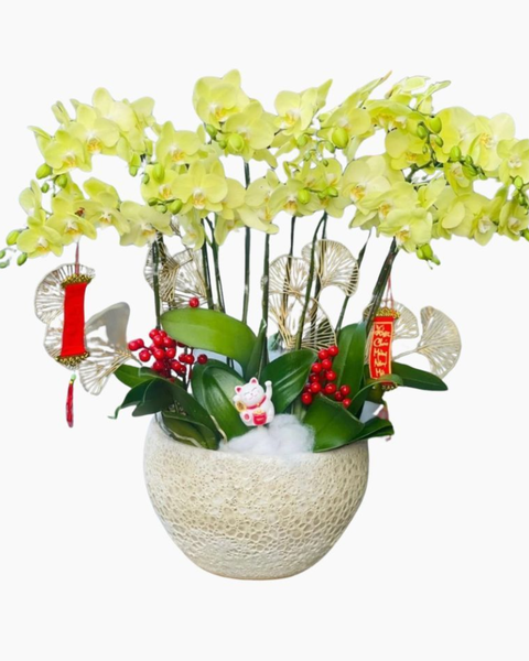 Lan Hồ Điệp: Chậu Hoa Lan Hồ Điệp Vạn Hạnh - LHĐ84