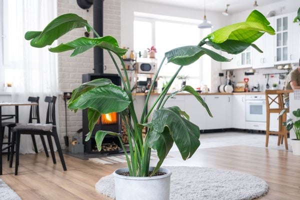 Để cây thiên điểu đang phát triển ở nơi tránh ánh sáng mặt trời trực tiếp