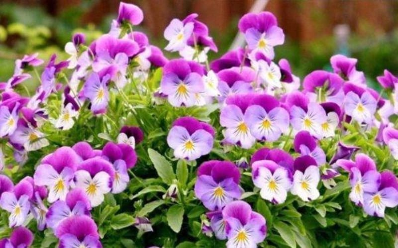 Hoa păng xê có nguồn gốc từ Pháp