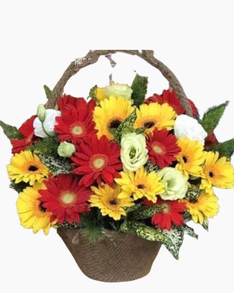 Hoa Đồng Tiền: Giỏ Hoa Đồng Tiền Mừng Khai Trương - HG23