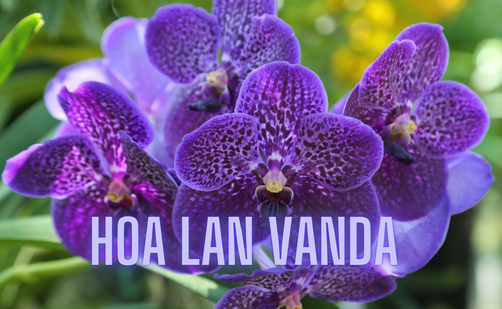 Lan Vanda (ngọc điểm, nghinh xuân, đai châu) — Vanda
