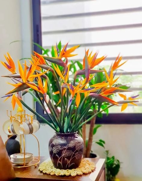 Hoa Cắt Cành: Hoa Thiên Điểu - Hoa Tươi Cắt Cành