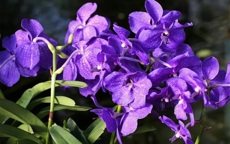 Thiếu độ ẩm sẽ giảm khả năng ra hoa lan Vanda