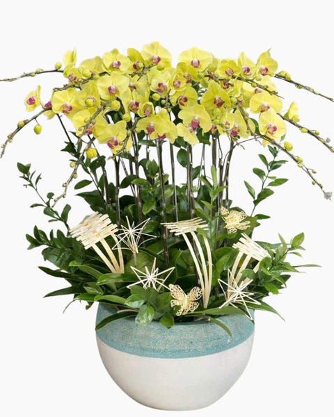 Lan Hồ Điệp: Chậu Lan Hồ Điệp Lộc Qúy- LHĐ175 | Flosa